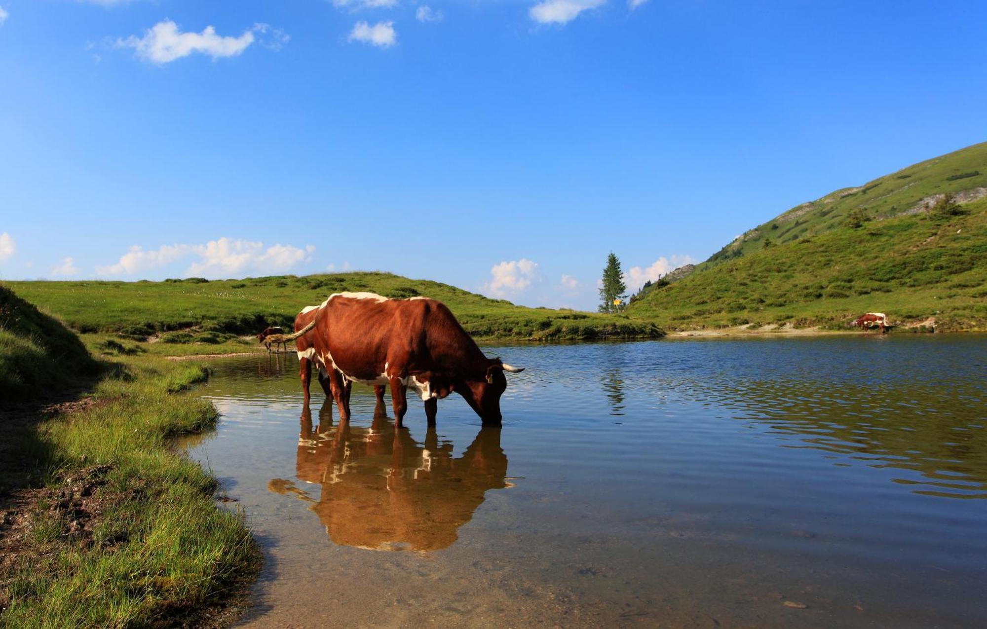 Ferienparadies Taxen Sankt Veit im Pongau Dış mekan fotoğraf